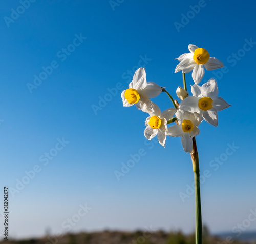 White spring garden narcissus flowers. background with blue sky 