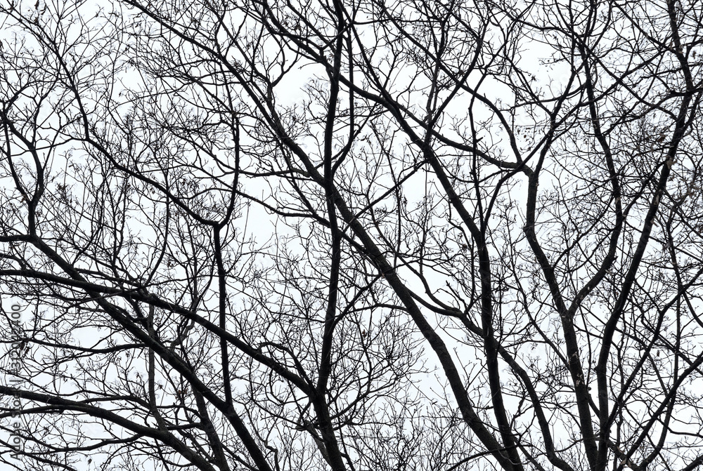 Silhouettes of bare tree branches against the gray sky Silhouettes of bare tree branches against the gray sky