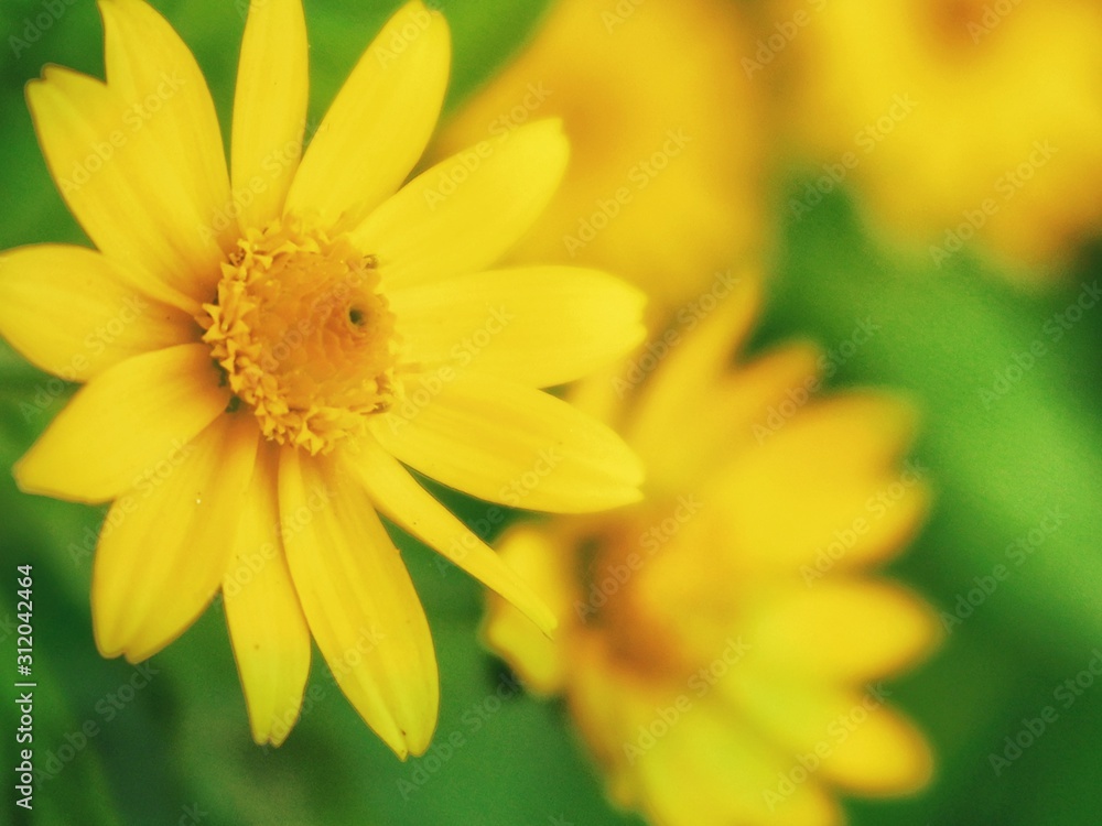 yellow flower on green background yellow flower on green background
