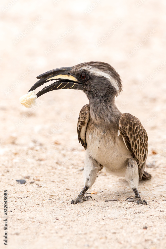 Fototapeta premium Close up of an African grey hornbill (Lophoceros nasutus) eating a piece of bread on the ground, Namibia, Africa