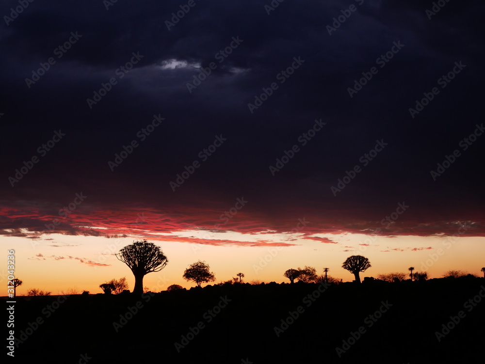 Forêt Quiver Tree Keetmanshoop Namibie