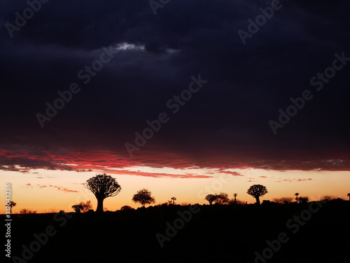 Forêt Quiver Tree Keetmanshoop Namibie © Marc