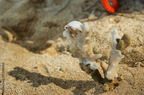 A little hermit crab in a white shell. Hermit crab on a sandy beach next to the coral. Hermit crab looks into the distance from the height of the coral.
