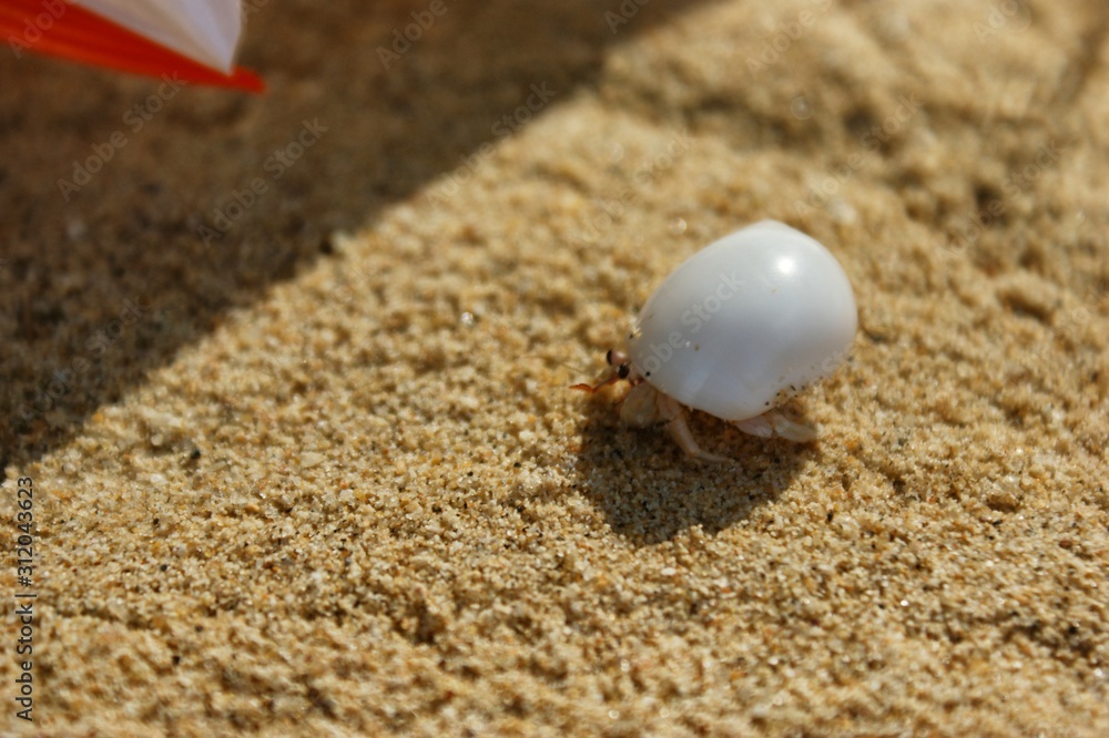 A little hermit crab in a white shell. Hermit crab on a sandy beach next to the coral. A hermit crab is bored on the shore. A little hermit crab in a white shell. Hermit crab on a sandy beach next to the coral. A hermit crab is bored on the shore.