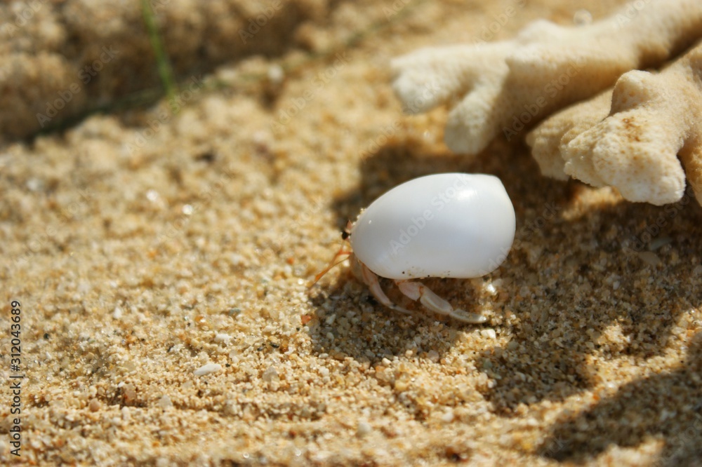 A little hermit crab in a white shell. Hermit crab on a sandy beach next to the coral. A hermit crab is bored on the shore. A little hermit crab in a white shell. Hermit crab on a sandy beach next to the coral. A hermit crab is bored on the shore.