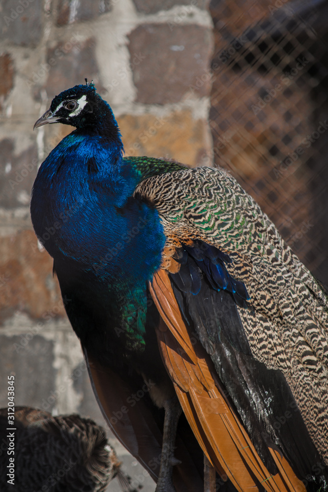 Peacock bird with bright plumage. Peacock bird with bright plumage.
