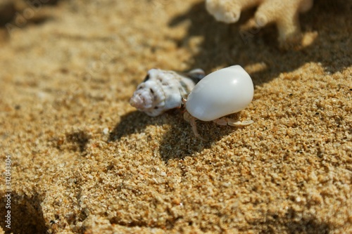 A little hermit crab in a white shell. Hermit crab on a sandy beach next to the coral. A hermit crab is bored on the shore. The hermit crab moves from one shell to another. photo