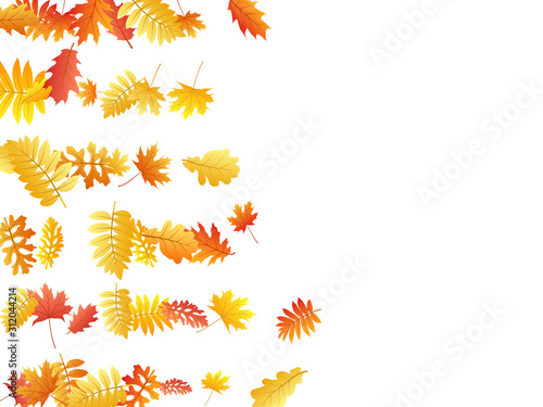 Oak, maple, wild ash rowan leaves vector, autumn foliage on white background.