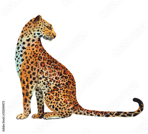 Hand drawn leopard isolated on white background. Stock illustration drawn by gouache with a wild cat photo