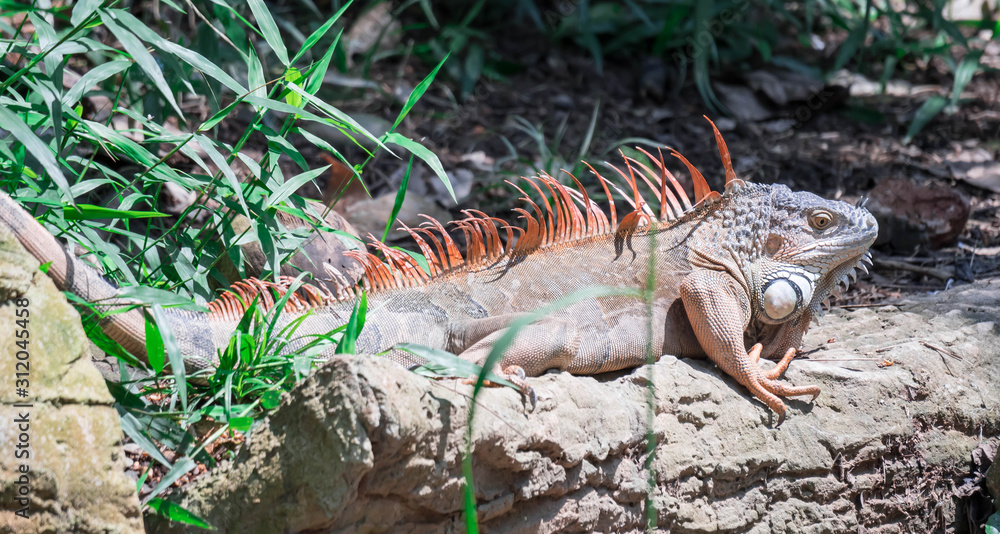 Lizard Iguana, in a zoo where lizards live. Iguana is a genus of herbivorous lizards that are native to tropical areas of Mexico