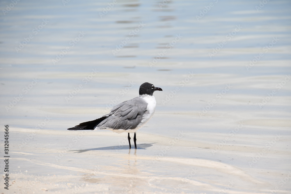 bird on the beach bird on the beach