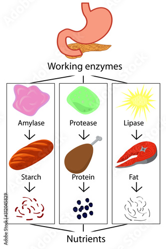Work of enzymes converting digested food into nutrients vector illustration infographics