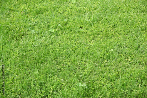real green grass background 