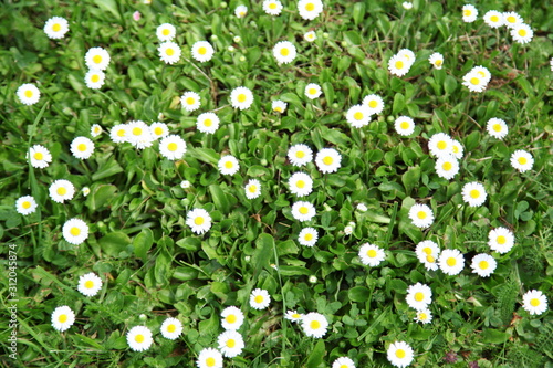 Many white daisies in top view of meadow, several Bird's-eye Speedwell also visible (Bellis perennis and Veronica chamaedrys)