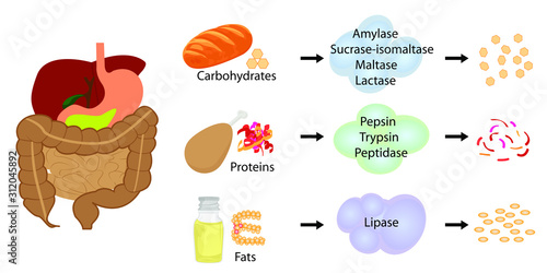 Enzymes breaking down food into nutrients. Digestive systems work vector illustrative infographics photo