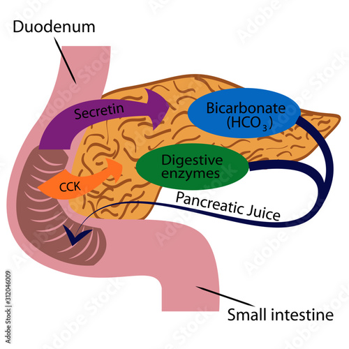 Pancreatic function in a human body vector illustration infographics 