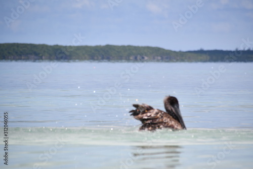 pelican bathing on the beach
