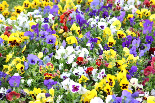 viola tricolor pansy, flowerbed 