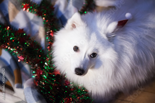 White Japanese Pomeranian in christmas hat