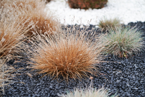 Ozdobna trawa na bazaltowych czarnych kamykach w ogrodzie
