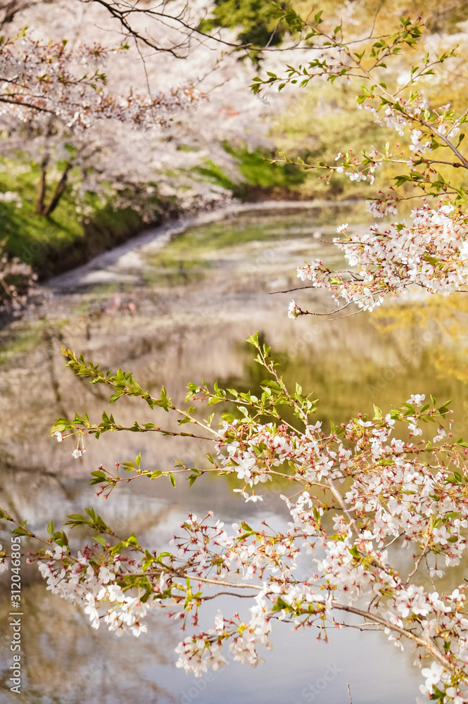 掘りの水に浮かんだ散り桜と葉桜のリフレクション 掘りの水に浮かんだ散り桜と葉桜のリフレクション