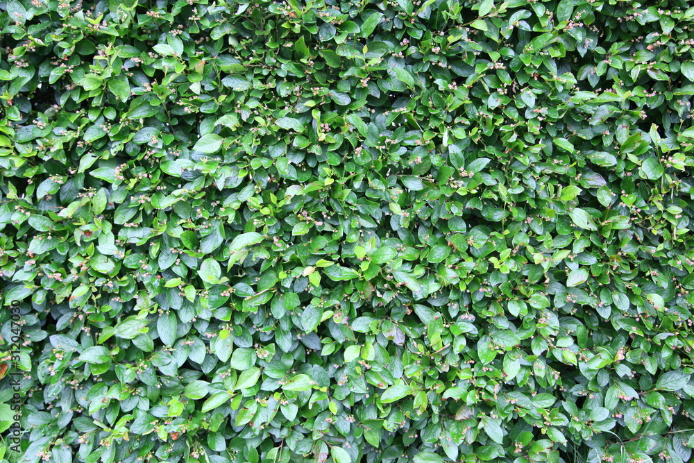 Green leaves wall background Green leaves wall background