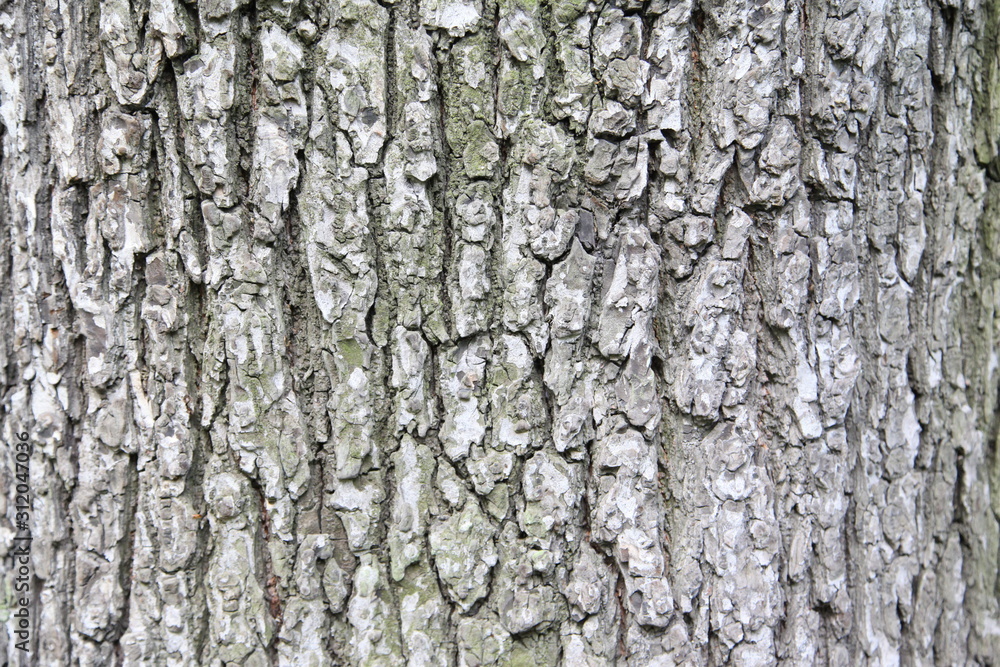 Tree bark texture