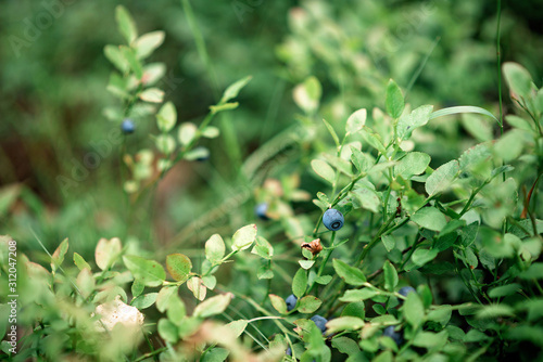 Wild blueberry bushes in a green forest. Harvesting blueberries.