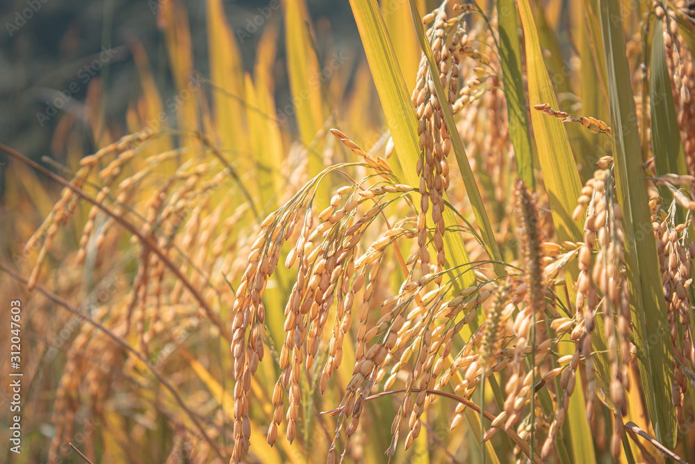 Fototapeta premium Close up of rice, ready to be harvested