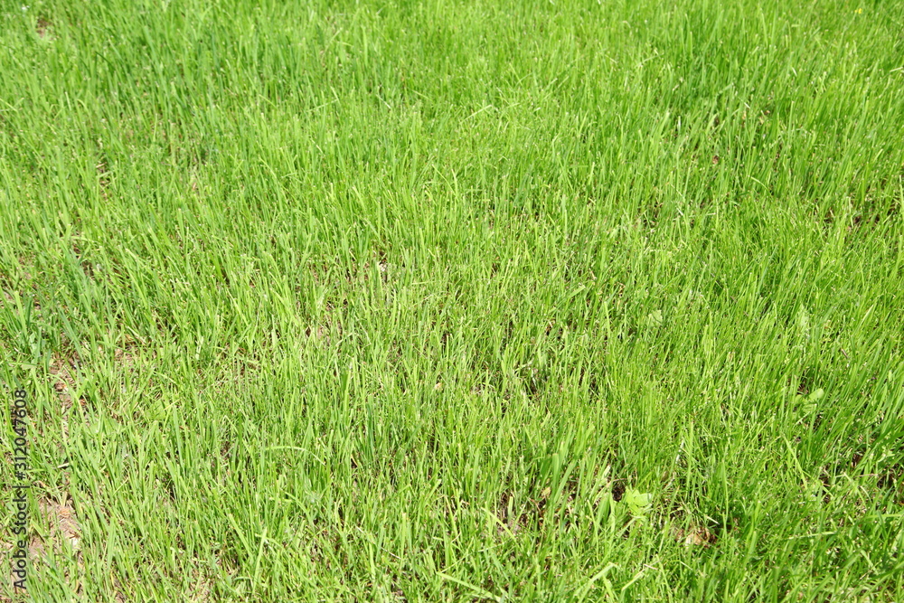 real green grass background real green grass background