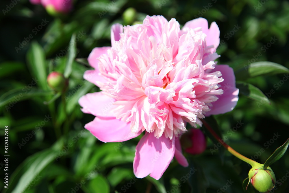 Fototapeta premium beautiful pink peony blooming in a garden