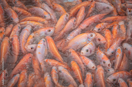 Close-up of fish from a local fish farm on the Mekong Delta