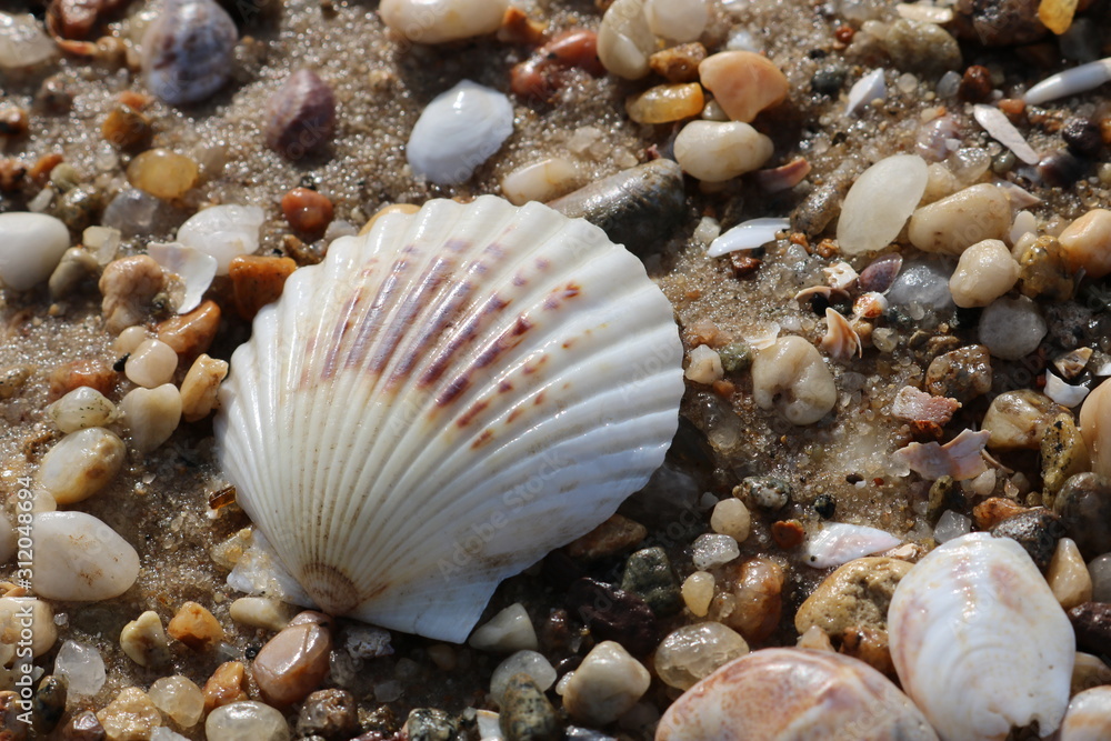 Scallop seashells and pebbles on a sandy coastal shoreline beach Scallop seashells and pebbles on a sandy coastal shoreline beach