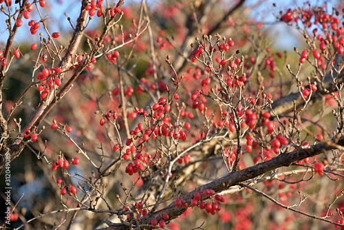 Red fruits of cornus officinalis, Ripe Japanese cornelian cherry, on the branch photo