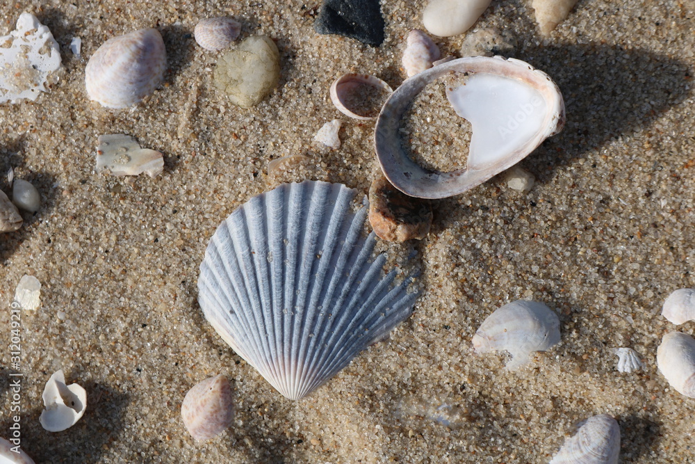 Scallop seashells and pebbles on a sandy coastal shoreline beach Scallop seashells and pebbles on a sandy coastal shoreline beach
