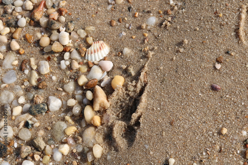 Scallop seashells and pebbles on a sandy coastal shoreline beach Scallop seashells and pebbles on a sandy coastal shoreline beach