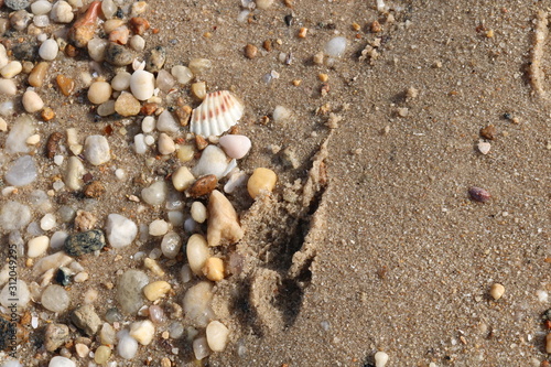Scallop seashells and pebbles on a sandy coastal shoreline beach