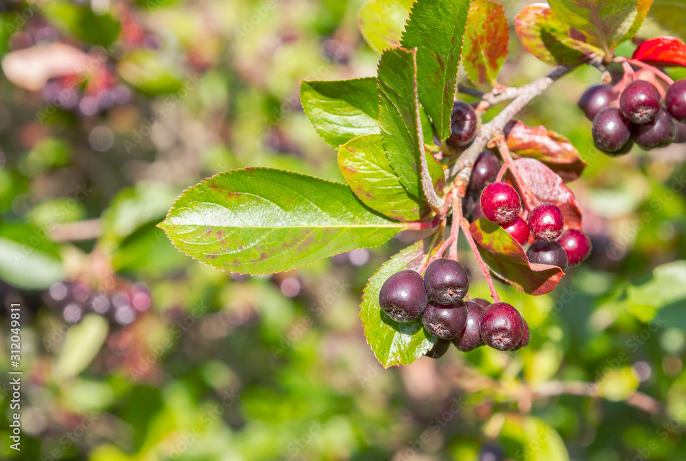 Chokeberry grows on a Bush in late summer Chokeberry grows on a Bush in late summer
