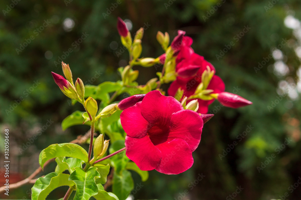 Alamanda Roxa IMG_0954