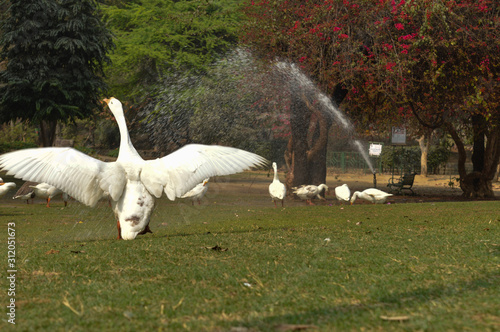 A white color duck walking,roaming around at garden, lawn at winter foggy morning. photo