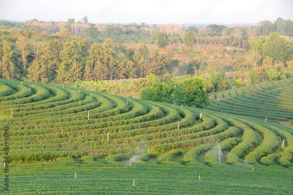 Thailand green tea plantation
