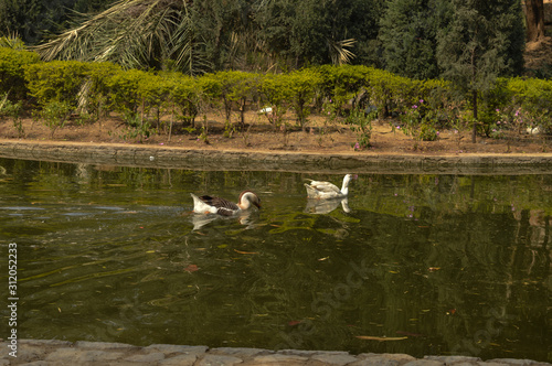 A pair of white color ducks swimming drinking walking roaming around near by pond at garden  lawn at winter foggy morning.