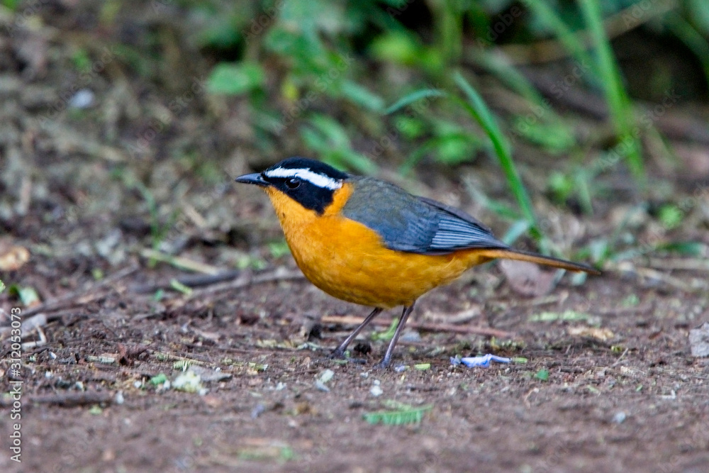 Fototapeta premium White-browed Robin-chat, (Cossypha heuglini), Lake Naivasha, Kenya.