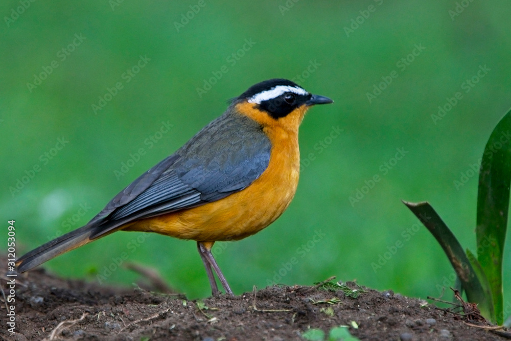 White-browed Robin-chat, (Cossypha heuglini), Lake Naivasha, Kenya. White-browed Robin-chat, (Cossypha heuglini), Lake Naivasha, Kenya.