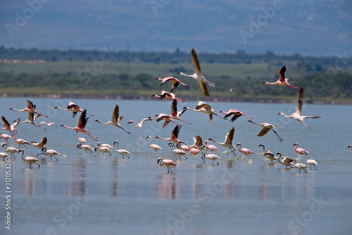 Lesser Flamingoes (Phoeniconaias minor) in flight over Lake Elementaita, Rift Valley, Kenya.
