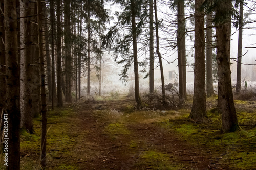 Blick aus einem düsteren Wald auf eine im Nebel stehende Kanzel