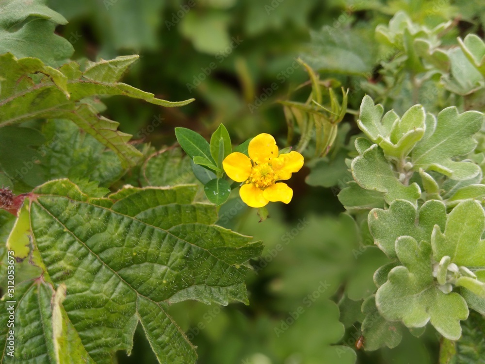 yellow flower yellow flower