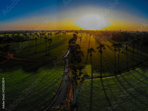 Agricultural landscape of rice plantation field moening sunrise with sugar palm photo