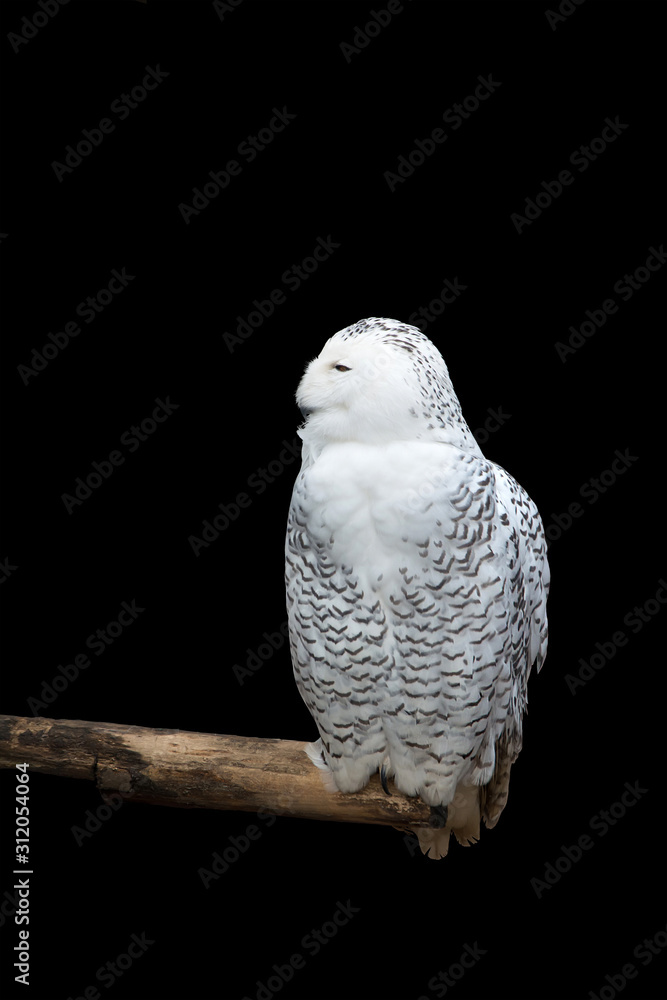 Obraz premium Beautiful Snowy owl Bubo scandiacus. Magic polar white owl with black spots and bright yellow eyes. Symbol of arctic wildlife on black background