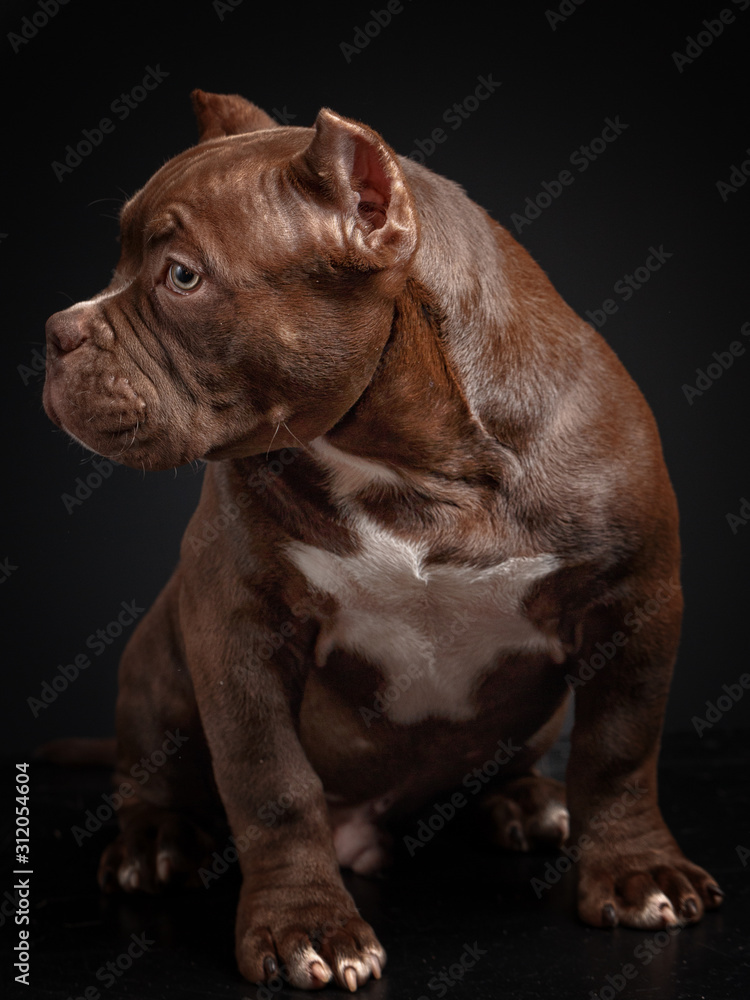 American pit bull terrier. Puppy. Dark background